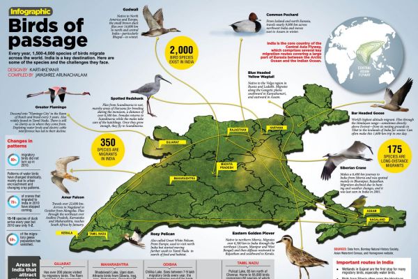 Birds Of Passage