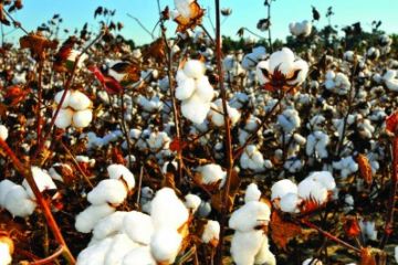 Bt cotton: India’s crop of despair