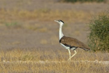 The vanishing birds 