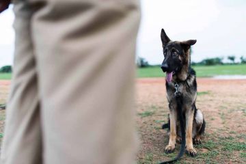 A man’s best friend