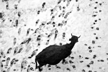 Republic of cannabis