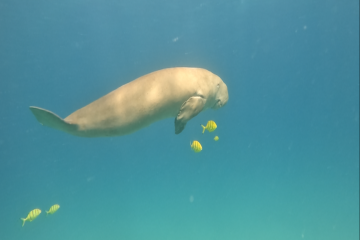 Meet the ecological warriors