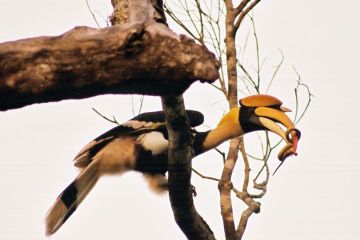 Saving the hornbill