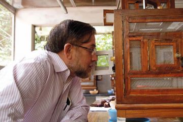 The secret society of the paper wasp